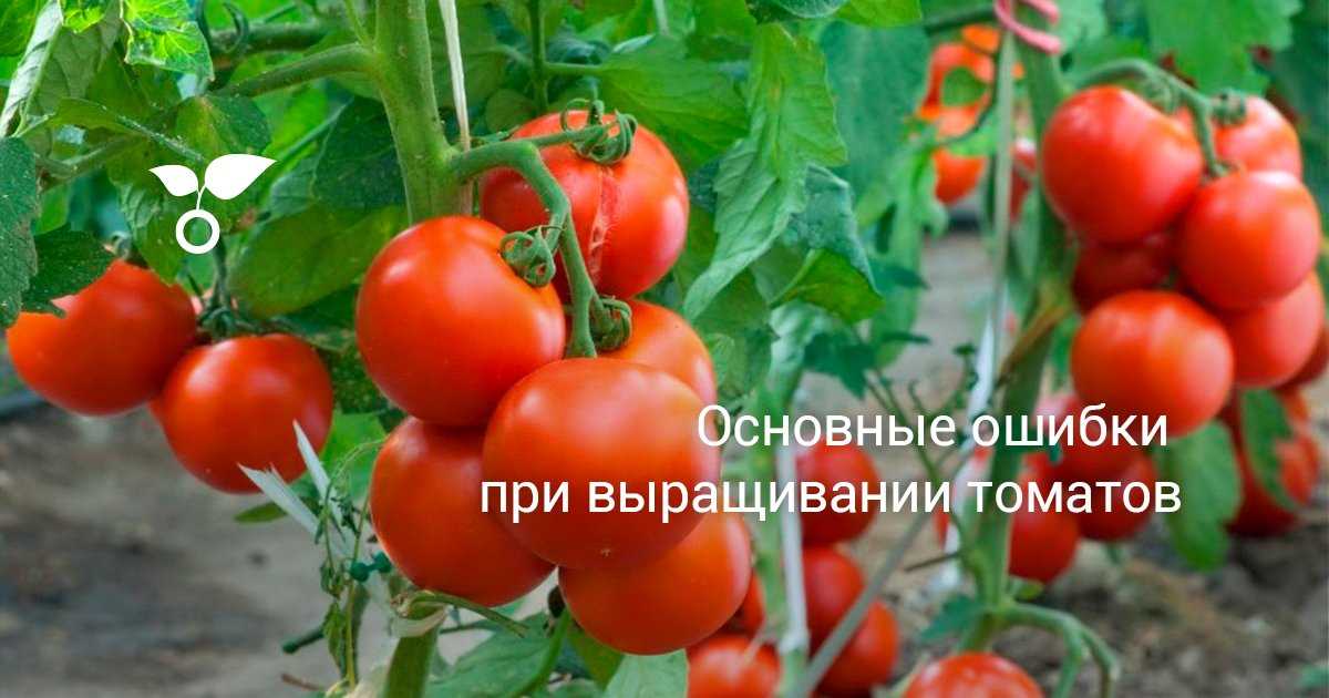 Ошибки в выращивании томатов: как их избежать