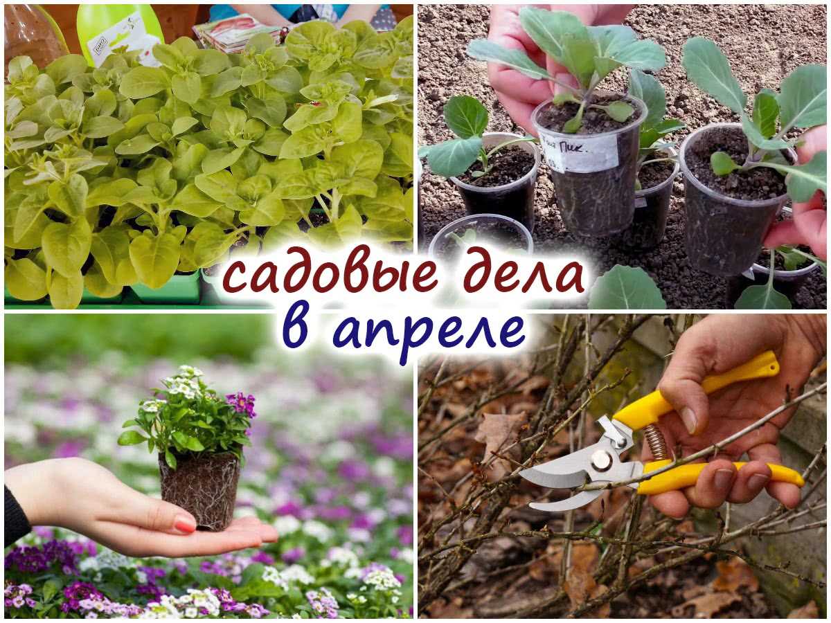 3. Использовать устойчивые сорта растений