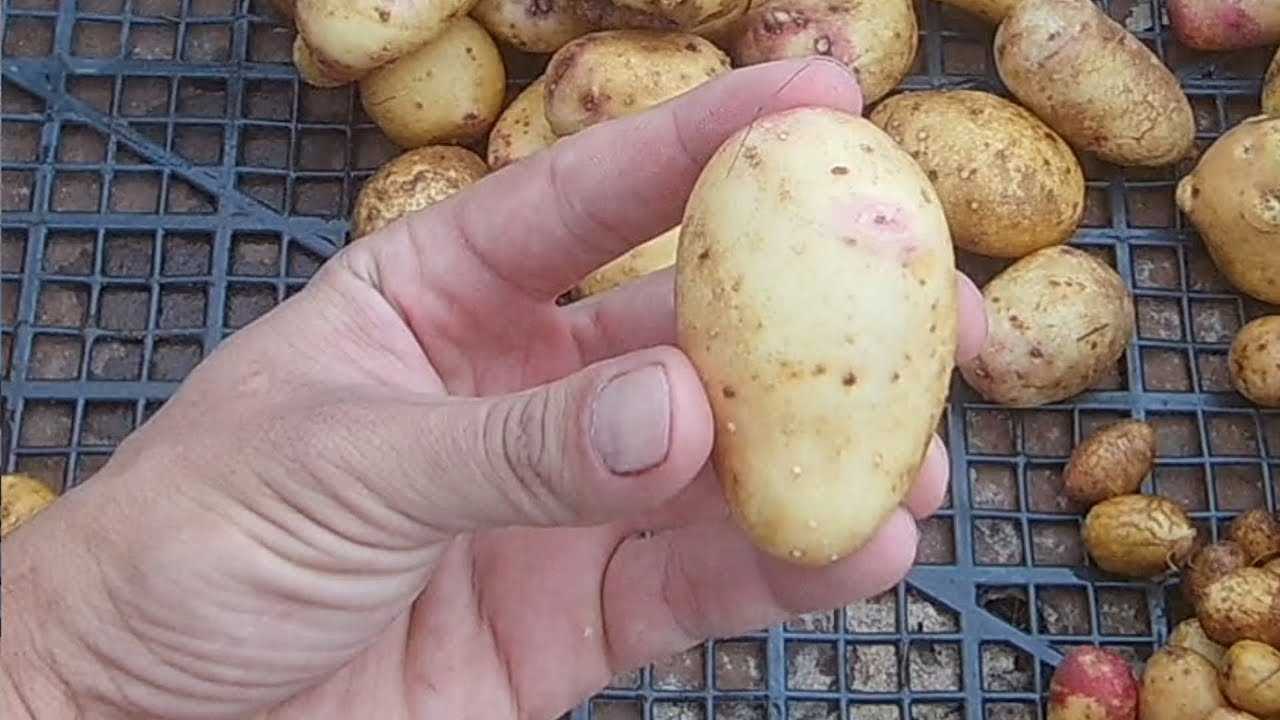 Контроль качества картофеля