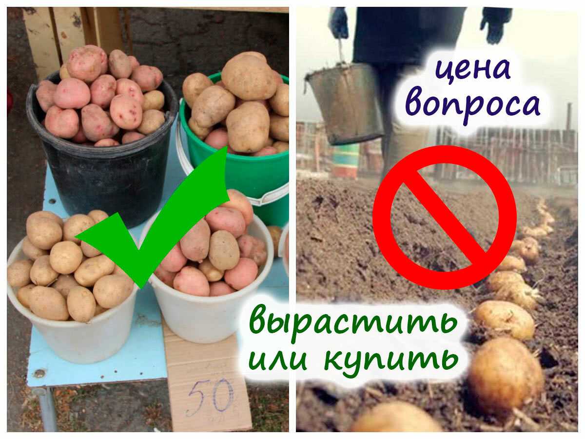 Есть ли финансовая выгода выращивать свой картофель, или выгоднее его просто покупать?