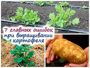 Итоговый выбор: выращивание или покупка картофеля?