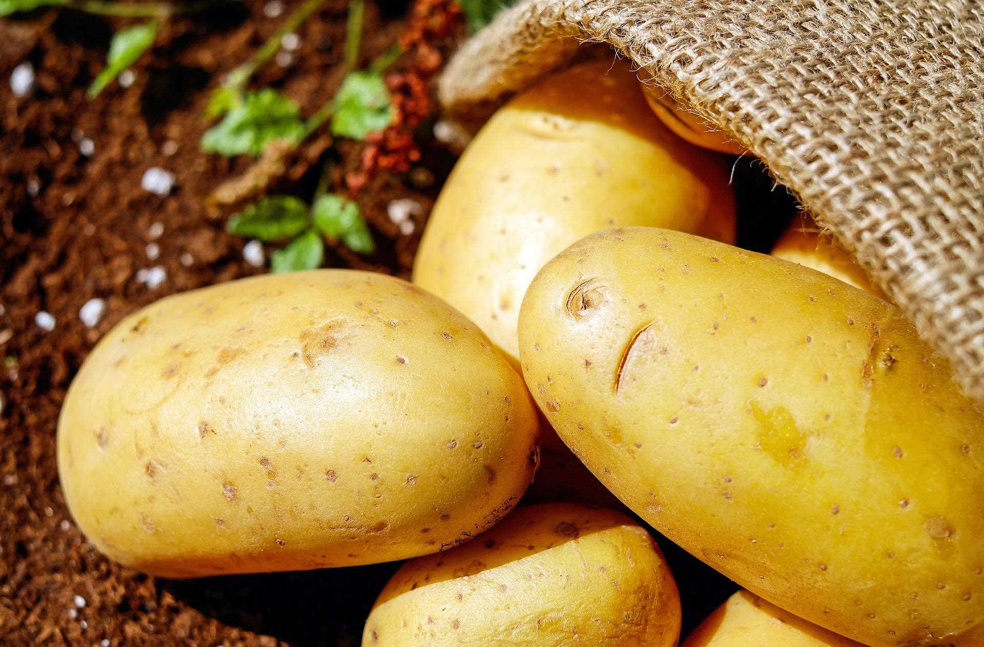 Качество и свежесть картофеля