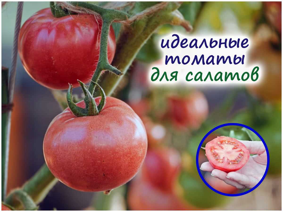 Польза розового томата для здоровья