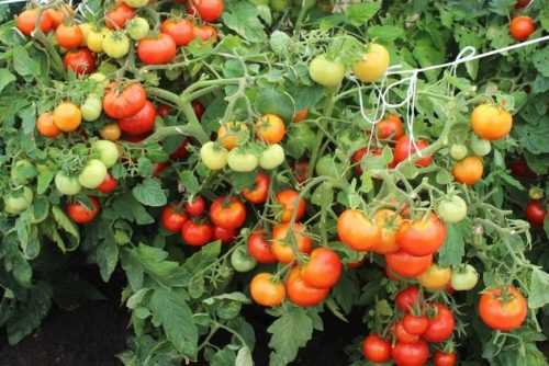 Этот розовый томат не растрескивается, плоды – вкусные, тонкошкурые, весят 400 грамм!