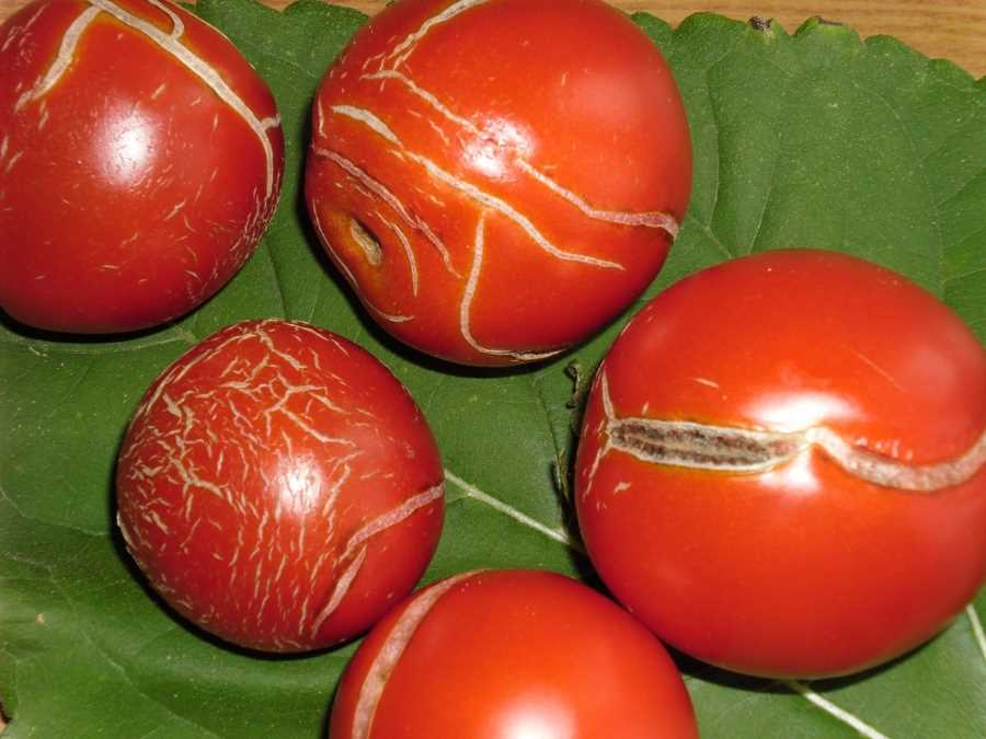 Уход и обработка розовых томатов
