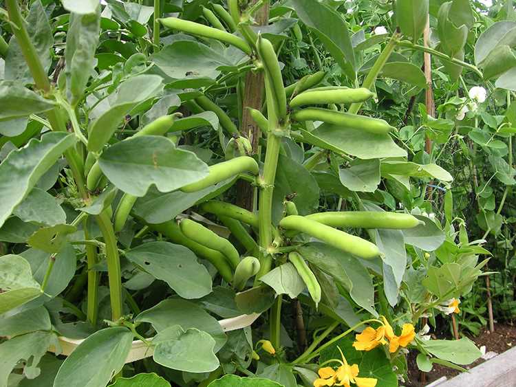Фасоль: выращивание на огороде, хранение, сорта