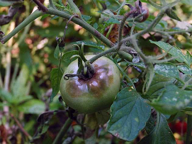 Выбор сортов помидоров, устойчивых к фитофторе