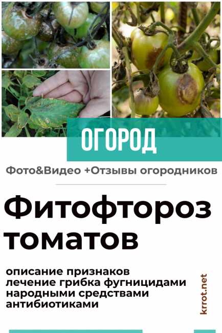Фитофтороз на картофеле и томатах – профилактика и лечение народными средствами и химией