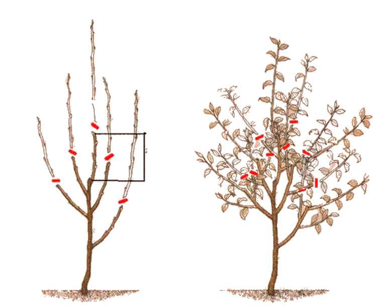 Формирование и обрезка карликовой яблони – оставляем ветки, которые другие садоводы удалили бы!