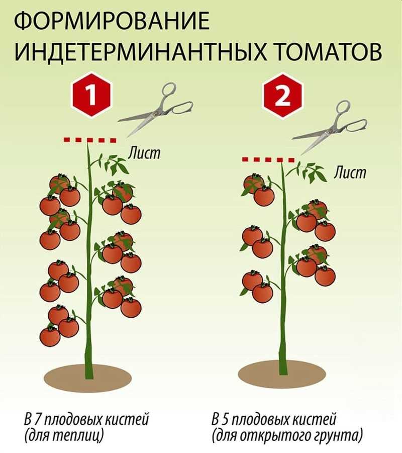 Когда и как чеканить помидоры?