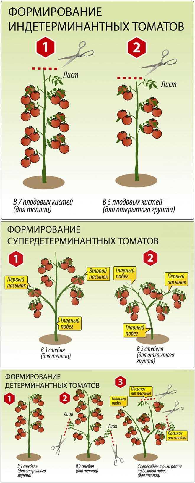 Какая польза от пасынкования и как оно влияет на урожайность?