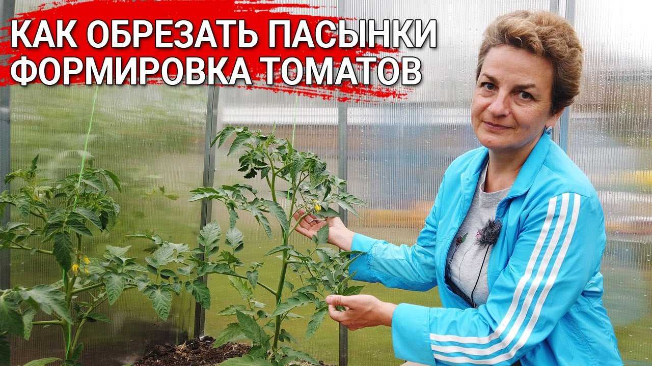 Что делать с отрезанными пасынками томатов