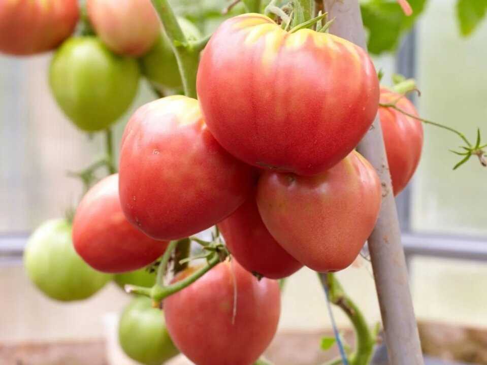 Способы обрезки пасынков у томатов