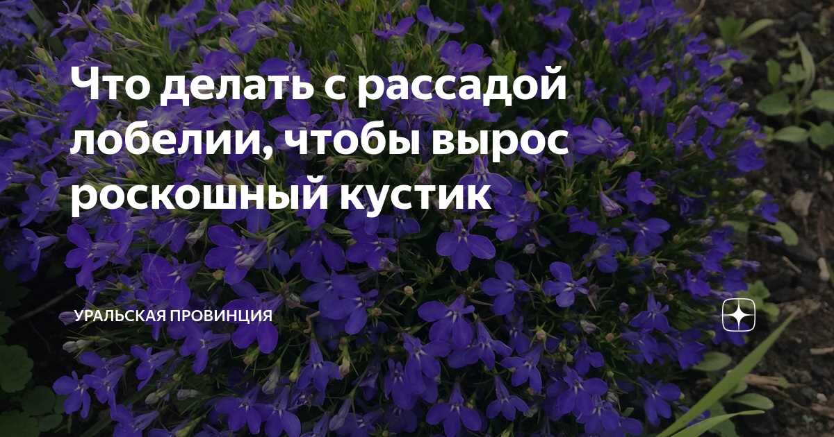 Техника проведения стрижки