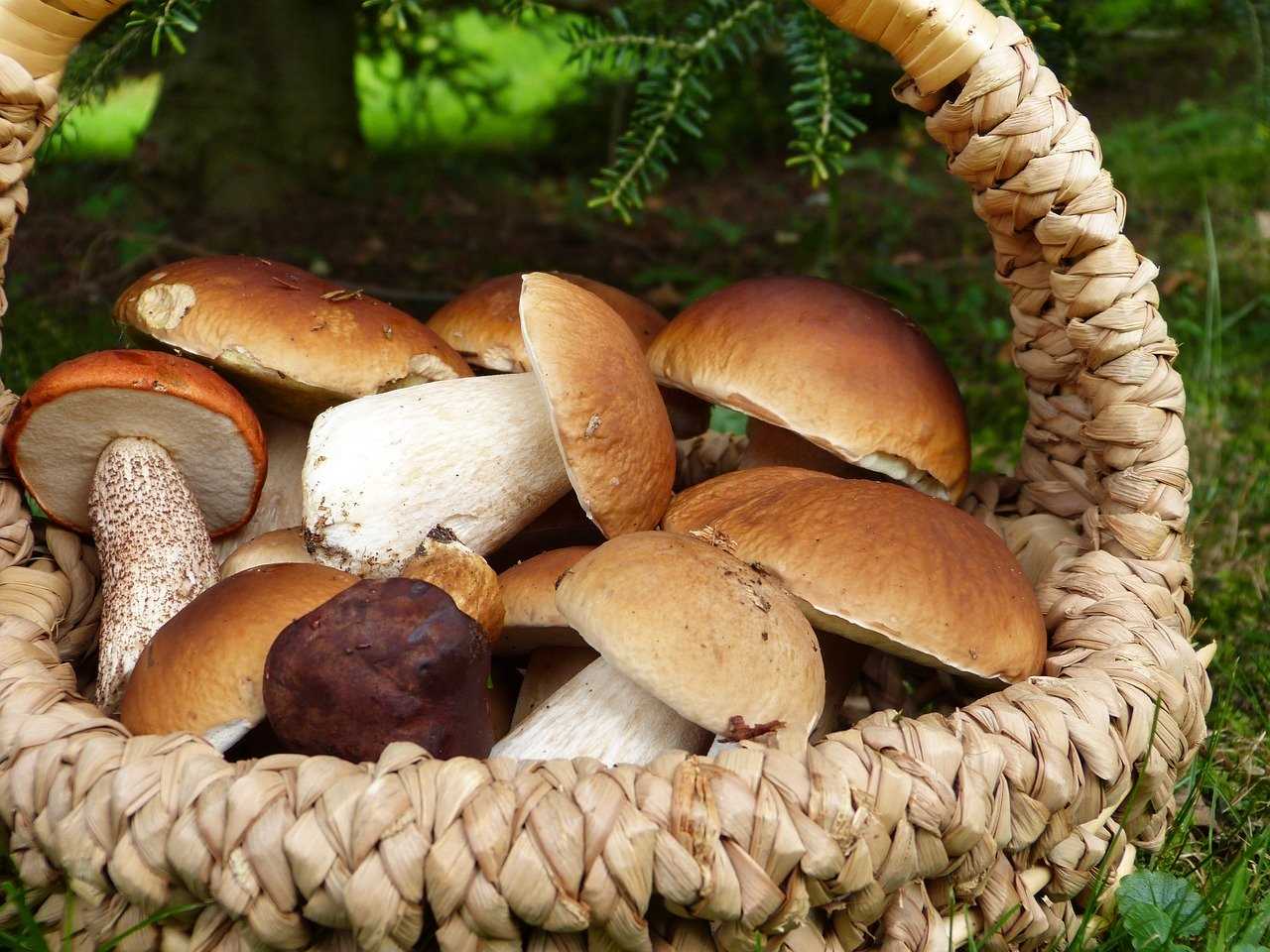 Зимние рецепты с грибами: вкусные и согревающие блюда