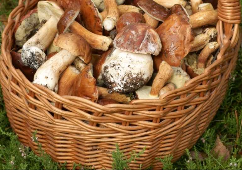 Как правильно собирать грибы в зимний период?
