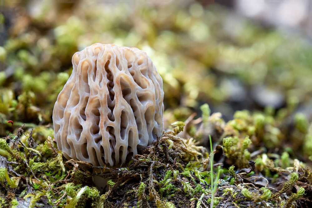 Как использовать грибы, найденные зимой?