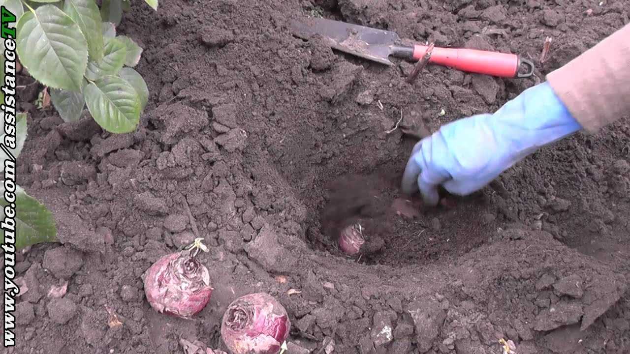 Подготовка луковиц гиацинтов перед посадкой в открытый грунт