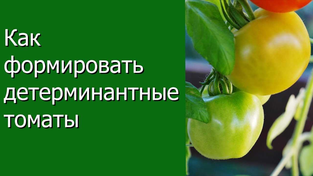 Гибридный томат Софа – особенности и описание