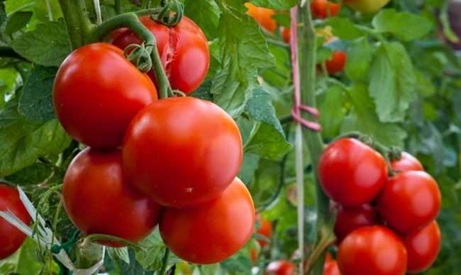 Рекомендации по удобрению гибридного томата Софа