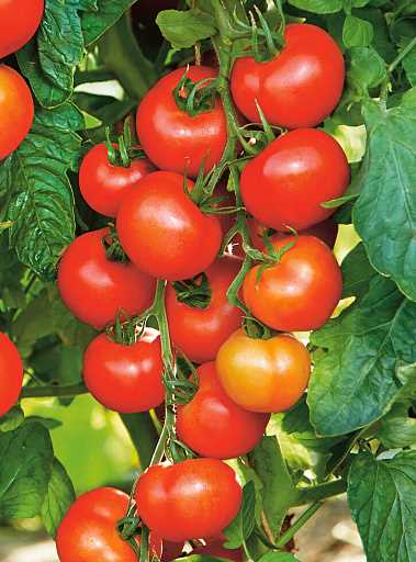 Полезные свойства гибридного томата Софа