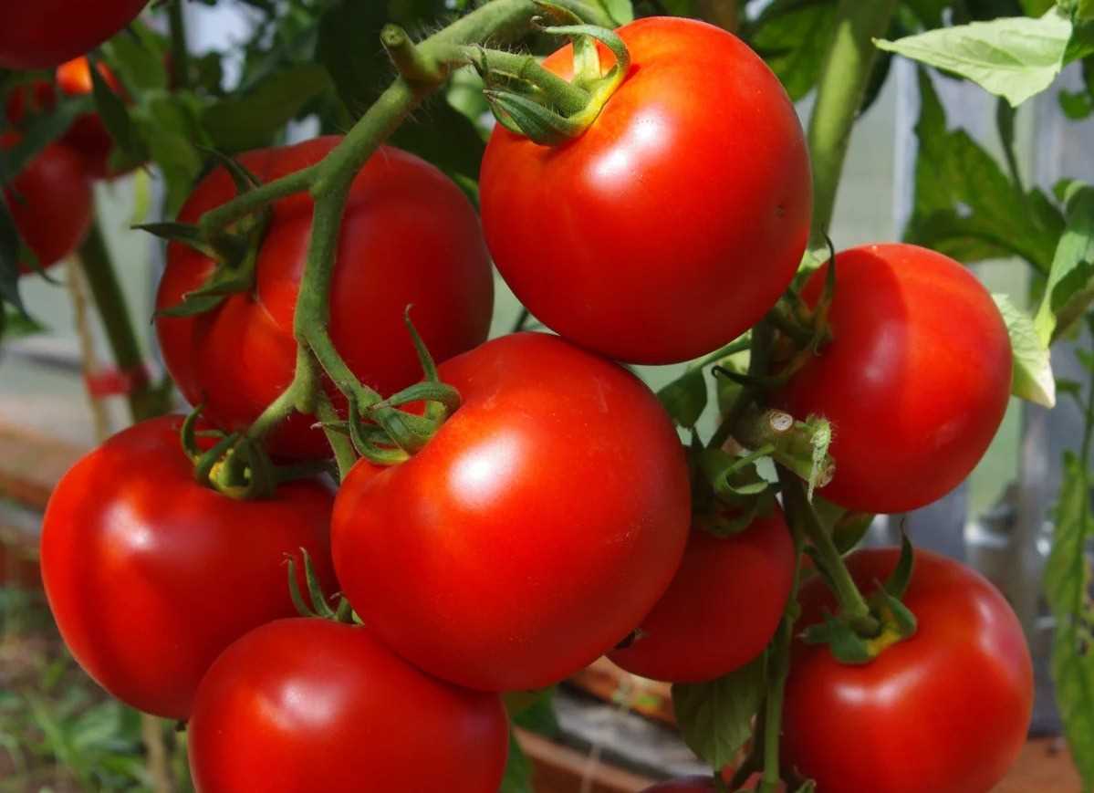 Как использовать гибридный томат Софа в кулинарии