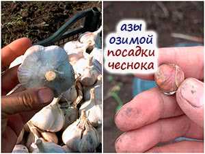 Гигантский лук-чеснок Рокамболь – необычный вкус и простое выращивание