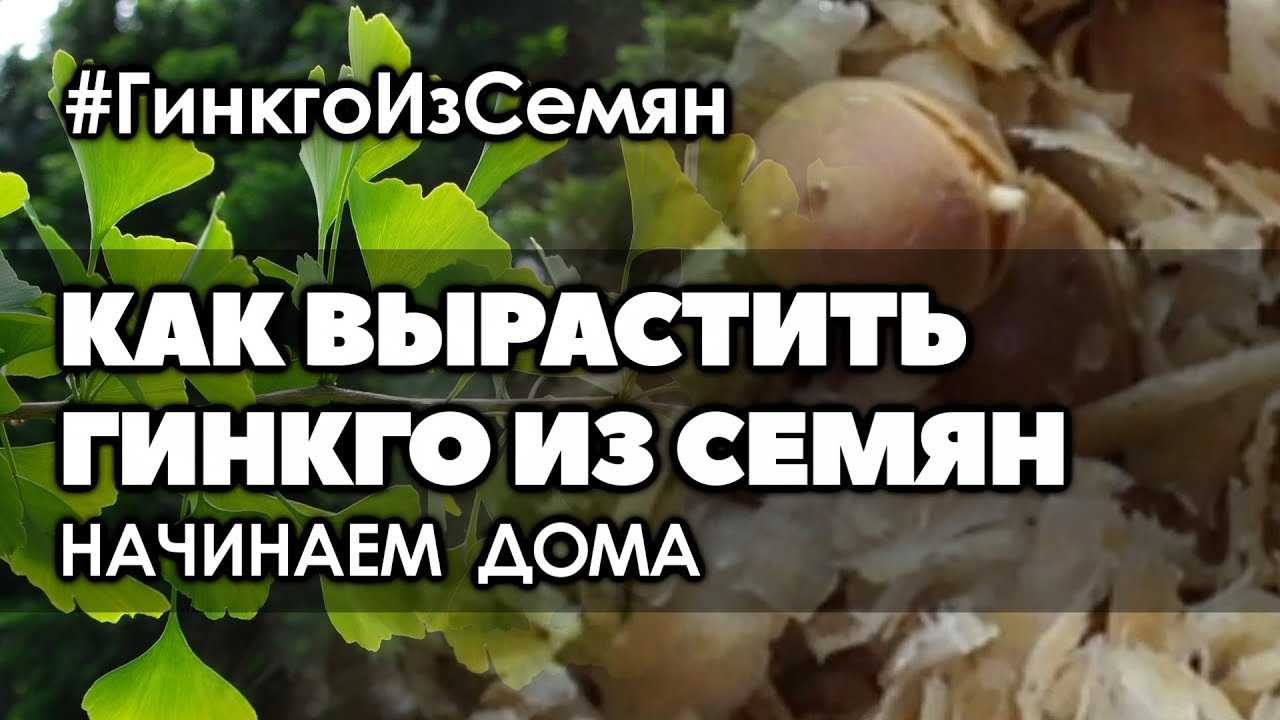 Обрезка и формирование кроны