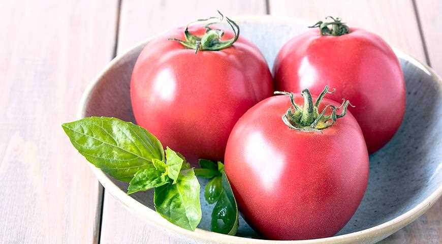 Агротехника выращивания голландских томатов