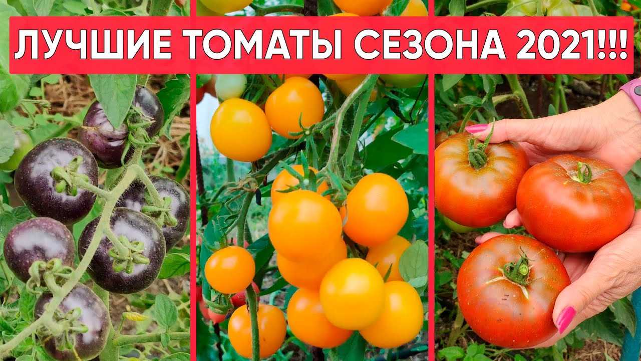 Болезни голландских томатов и их профилактика