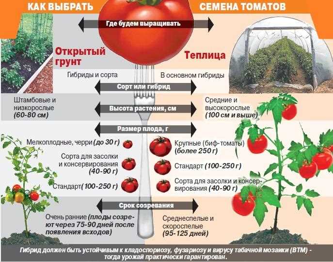 Уход за голландскими томатами