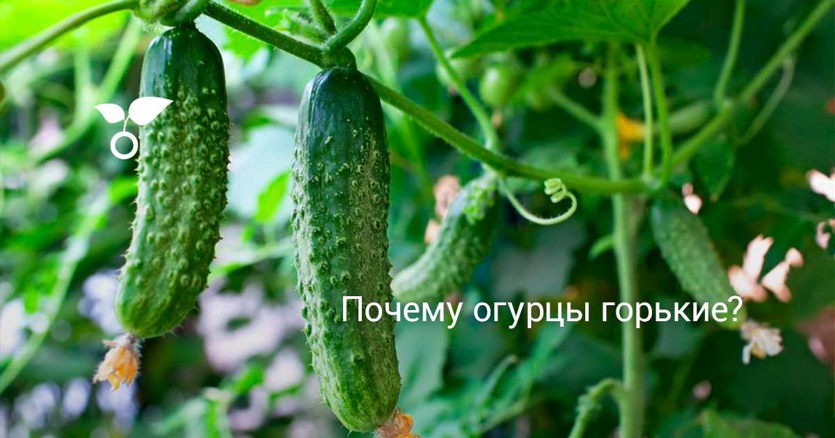 Предотвращение горечи в огурцах