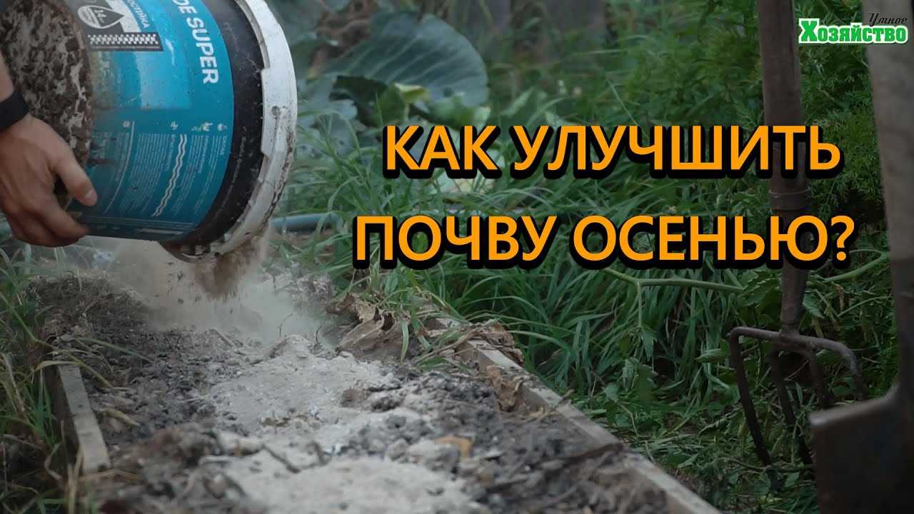 Луковые культуры