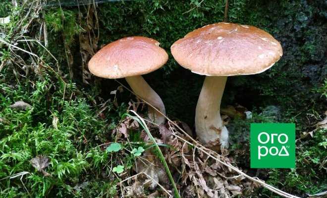 Грибы осенью: что можно сейчас активно собирать, где искать грибы?