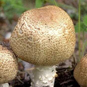 Уход за грибами