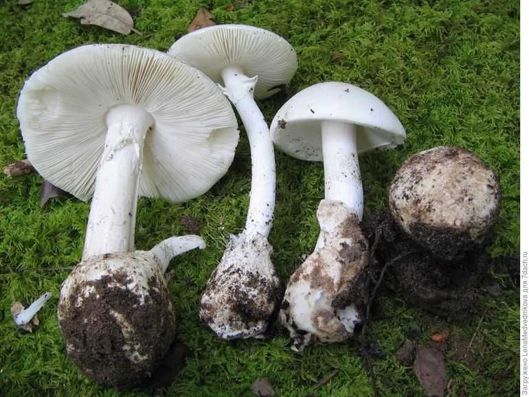 Как искать грибы осенью: советы для начинающих