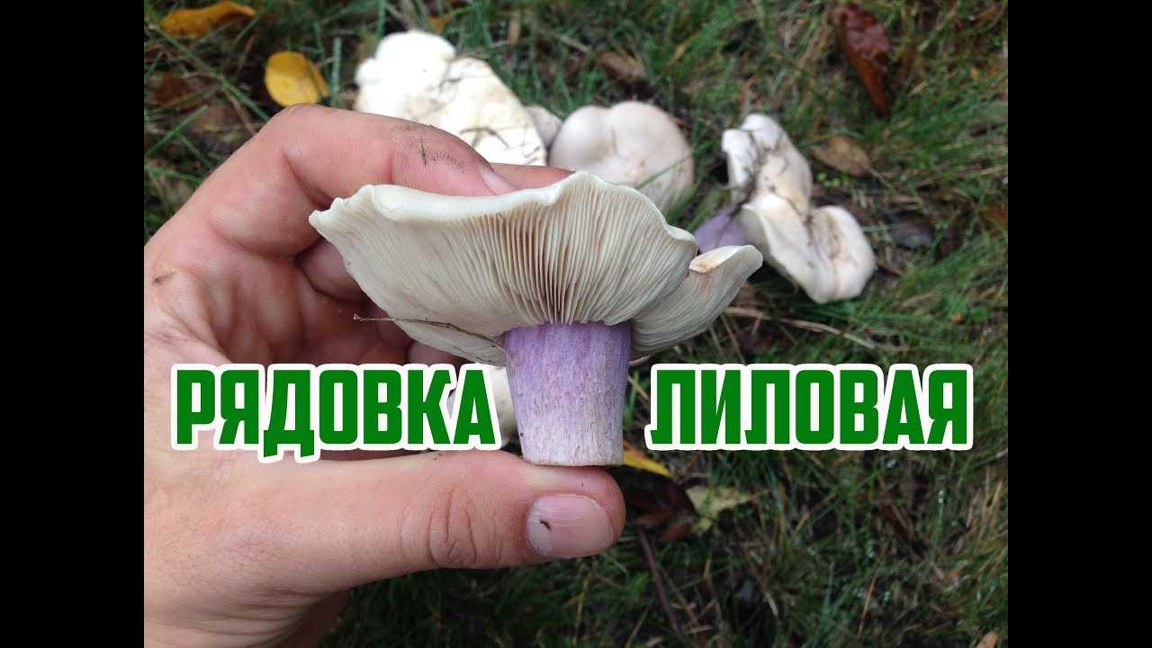 3. Собирать только зрелые грибы