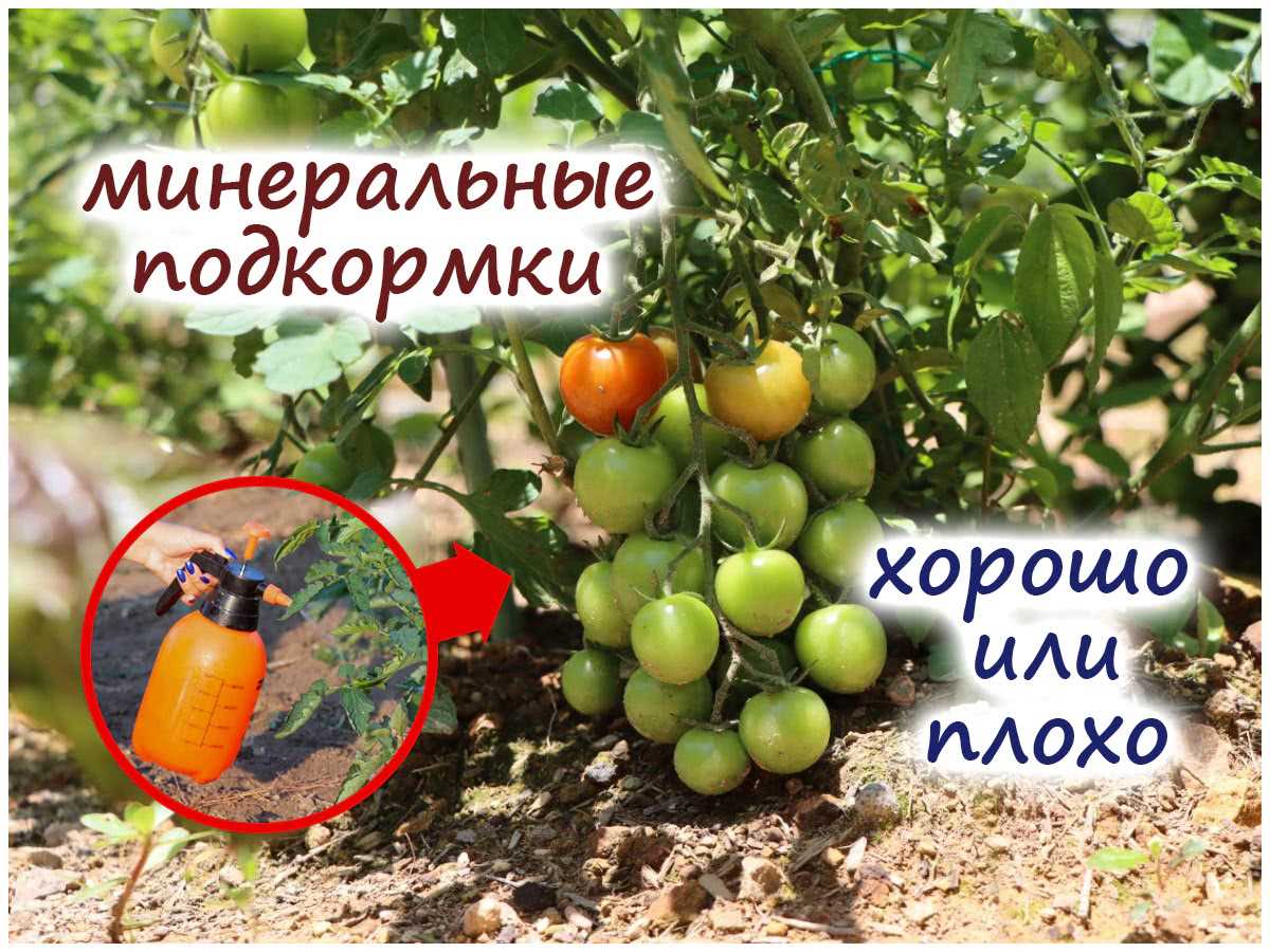 Интересная смесь для повышения завязываемости томатов – работает или нет?