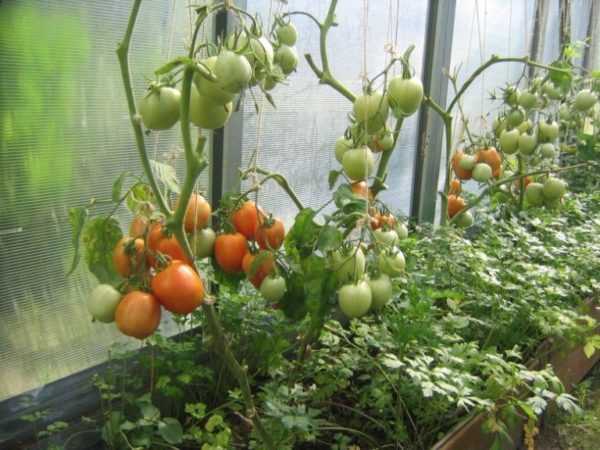 Примеры успешного использования смеси для повышения завязываемости томатов