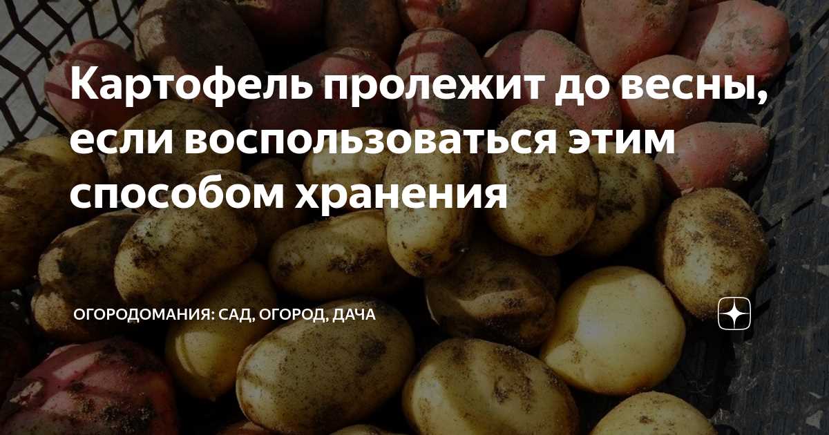 Выбор самых прочных сортов картофеля