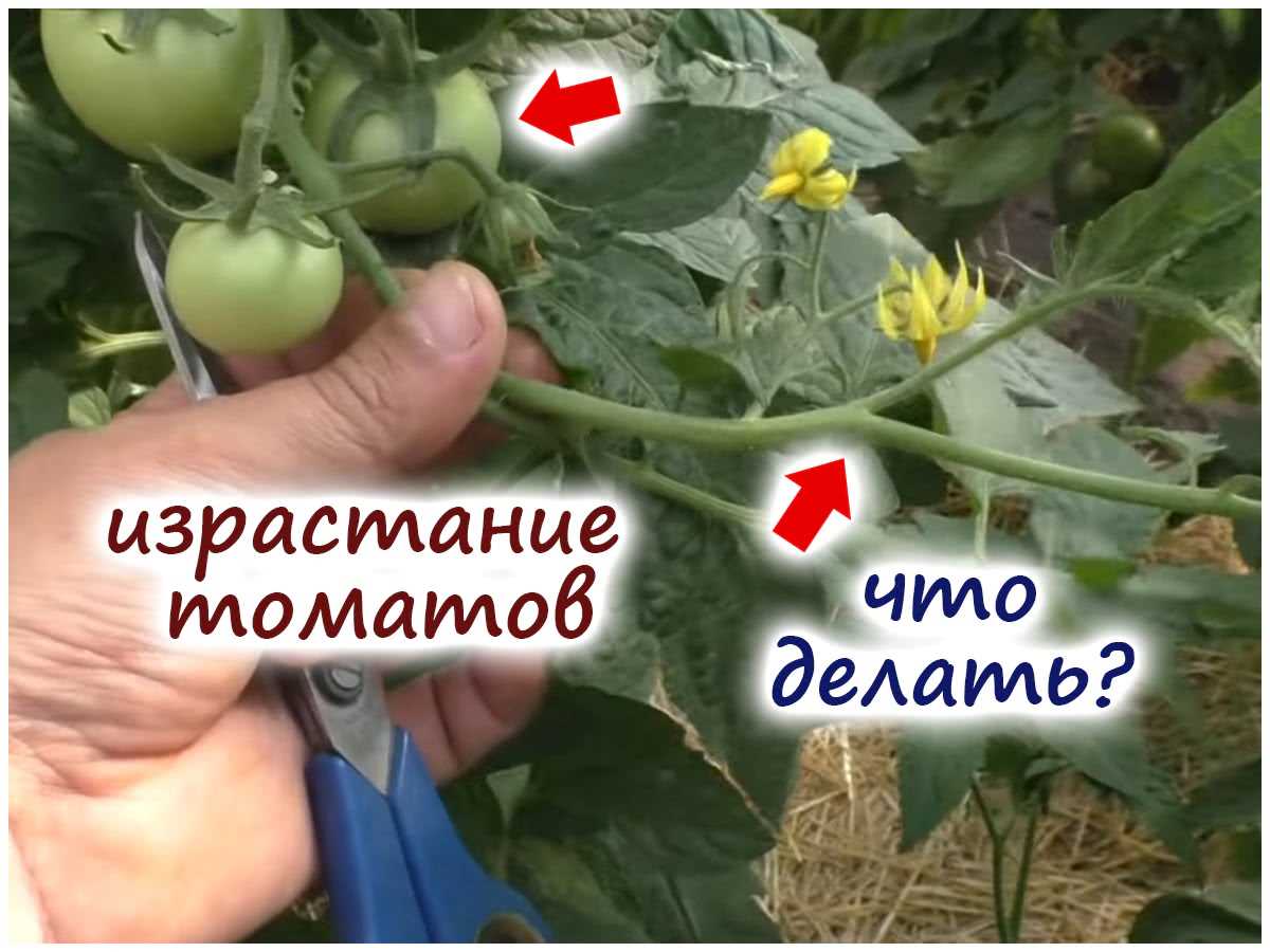 Израстание кистей на томатах – в чём причина и как с этим бороться?