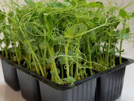 Как правильно сеять микрозелень для получения хорошего урожая
