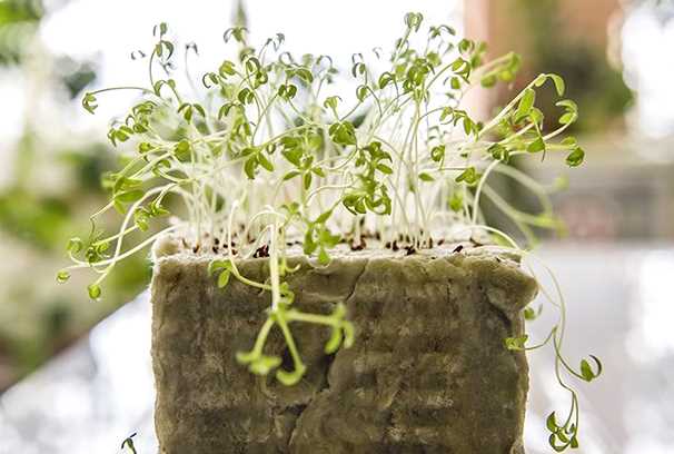 Какие растения можно посеять в микрозелени?