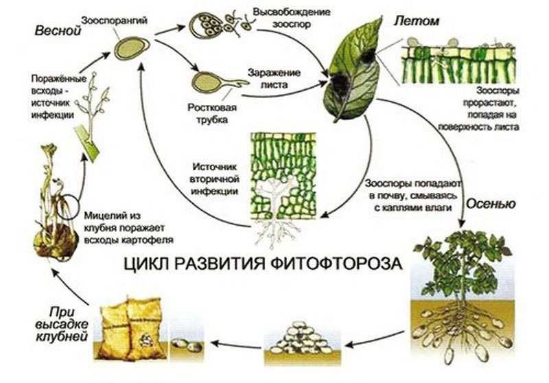 Первый способ: применение фунгицидов