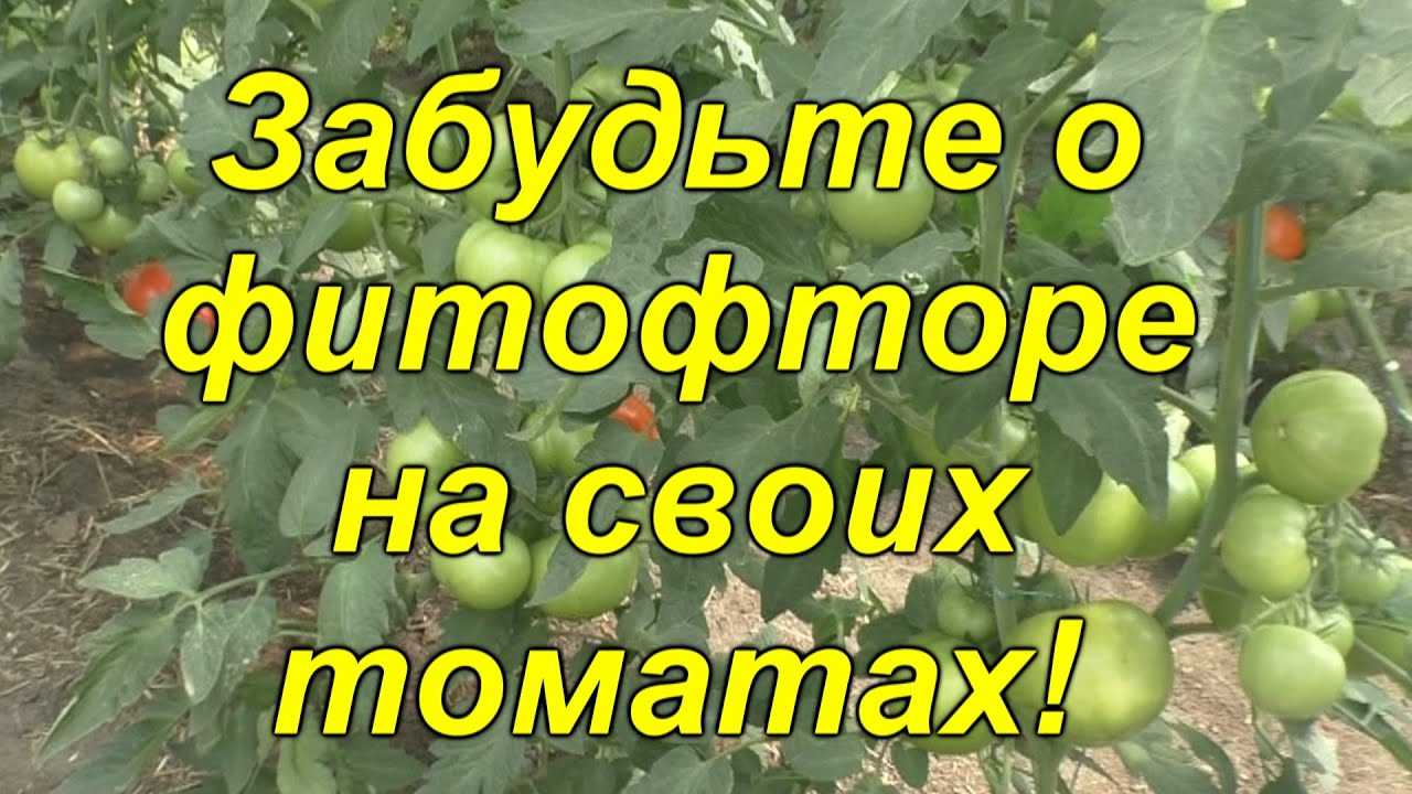 Как бороться с фитофторой – ТРИ проверенных способа с высокой эффективностью