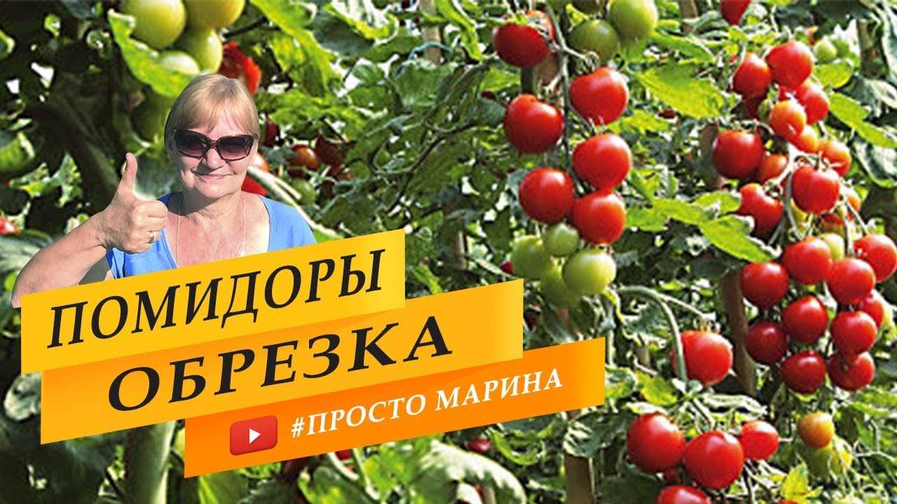 Эффективная подкормка: гарантия здоровых томатов