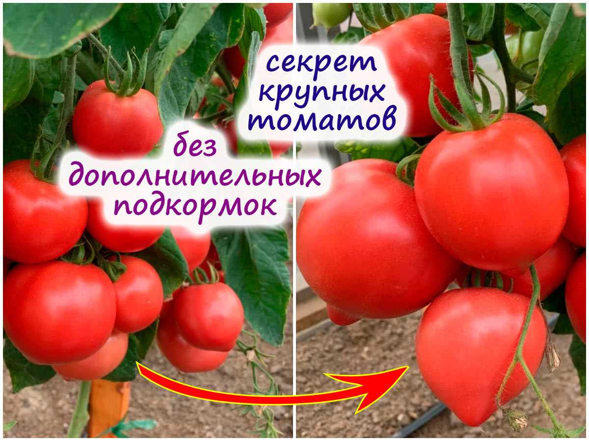 Важность правильного выращивания томатов