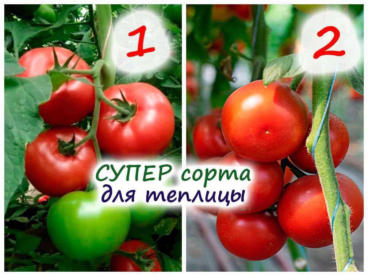 Опыт успешного выращивания крупных томатов без химических подкормок