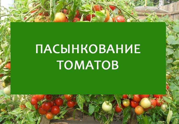 Как добиться крупных плодов на высокорослых томатах без дополнительных подкормок?