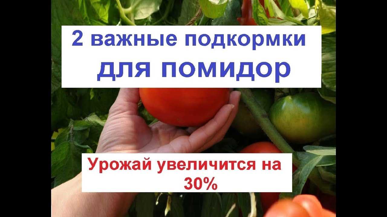 Основные принципы выращивания томатов без химических подкормок